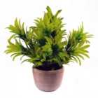 22Cm Honey Plant Light Green In Terracotta Pot