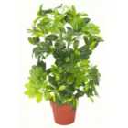 75Cm Artificial Arboricola Gold Capella Plant