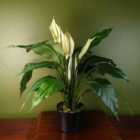 Spathiphyllum White Lily 60Cm