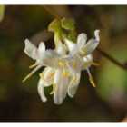 Thompson & Morgan Lonicera Purpusii Winter Beauty 9cm Potted Plant x 1