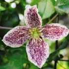 Thompson & Morgan Clematis cirrhosa Freckles 3 Litre Potted Plant x 1