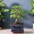 Thompson & Morgan Bonsai Zelkova In Ceramic With Saucer 12cmx 2
