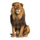 Star Cutouts Adult Male Lion Sitting Height 155 cm Cutout
