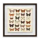 Ian Winstanley Butterfly Collection 40X40 Framed Wood Plaque