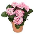 Greenbrokers Artificial Pink Hydrangea In Terracotta Pot 50Cm/20In