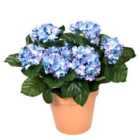 Greenbrokers Artificial Blue Hydrangea In Terracotta Pot 50Cm/20In