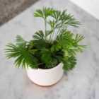 Thompson & Morgan Actiniopteris australis 5.5cm Potted Plant x 2