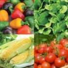 Thompson & Morgan Nurserymans Choice Veg Seed 10 Packets (TM)