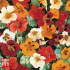 Thompson & Morgan Nasturtium Jewel Of Africa 1 Seed Packet (25 Seeds)