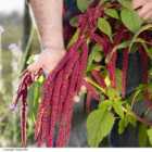 Thompson & Morgan Amaranthus caudatus 1 Seed Packet
