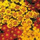 Thompson & Morgan Marigold French Fantasia Mix 1 Packet (90 Seeds)