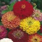 Thompson & Morgan Zinnia Fire-works Mix 1 Seed Packet (120 Seeds)