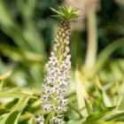 Thompson & Morgan Eucomis hybrids Mixed - Pineapple Lily 1 Packet (50 Seeds)