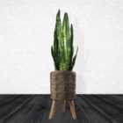 Leaf Flowers Composite Planter with Stand