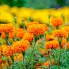 Thompson & Morgan African Marigold Tagetes erecta Hot Stuff F1 1 Seed Packet