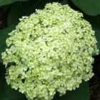 Thompson & Morgan Hydrangea Lime Rickey 3 Litre Potted Plant X 2 - Ideal For Lightly Shaded Borders