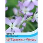 Thompson & Morgan Stocks Night Scented 1 Seed Packet (1,000 Seeds)