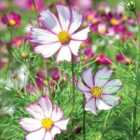 Thompson & Morgan Cosmos Tip Top Picotee 1 Seed Packet (65 Seeds)