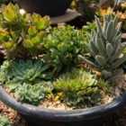 Thompson & Morgan Crassula Succulents Mix 10.5Cm Pot X 1 & Incredifeed