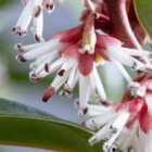Thompson & Morgan Evergreen Shrub - Sarcococca Winter Gem 9Cm Potted Plant X 1