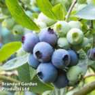 Thompson & Morgan Grow Your Own Fruit Blueberry (vaccinium) Patriot 9Cm Pot X 1