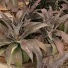 Thompson & Morgan Mangave Mission To Mars 9Cm Potted Plant X 1