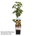 Thompson & Morgan Rubus (raspberry) Idaeus Fallgold 15Cm Potted Plant X 1