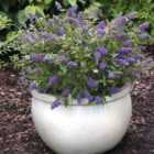 Thompson & Morgan Buddleja Blue Chip 3 Litre Potted Plant x 2