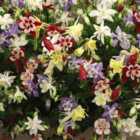 Thompson & Morgan Aquilegia Caerulea Mckanna Hybrids 1 Litre Potted Plant X 2