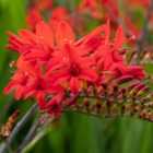 Thompson & Morgan Crocosmia Montbretia Lucifer 3 Litre Potted Plant X 1