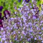 Thompson & Morgan Nepeta Purrsian Blue 1 Litre Potted Plant X 1