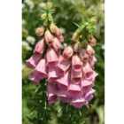 Thompson & Morgan Foxglove (digitalis) Mertonensis 1 Litre Potted Plant X 1