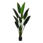 Candelight 180Cm Strelitzia With Pot