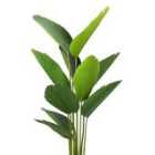 Candelight 150Cm Strelitzia Plant With 10 Leaves With Plastic Pot