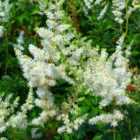 Thompson & Morgan Astilbe Arendsii Weisse Gloria 9cm Potted Plant x 1