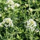 Thompson & Morgan Centranthus Ruber Albus 9cm Potted Plant x 1