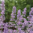 Thompson & Morgan Nepeta Six Hills Giant 9cm Potted Plant x 3