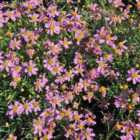 Thompson & Morgan Coreopsis rosea American Dream 9cm Potted Plant x 1