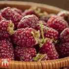 Thompson & Morgan Tayberry Buckingham 9cm Pot x 1