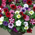 Thompson & Morgan Petunia Easy Wave Ultimate Mixed 12 Plug Plants