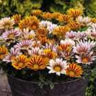 Thompson & Morgan Gazania Tiger Stripes Mixed 24 Plants
