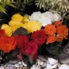 Thompson & Morgan Begonia Nonstop Mocca Mix 6 Plug Plants