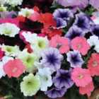 Thompson & Morgan Petunia Frenzy Mixed F1 6 Plug Plants