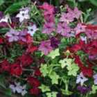 Thompson & Morgan Nicotiana Eau De Cologne Mixed- 24 Plant