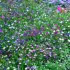 Thompson & Morgan Lobelia Ultra Cascade Mixed 24 Plug Plants