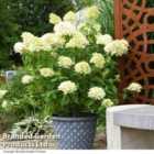 Thompson & Morgan Hydrangea Paniculata Skyfall 9Cm Potted Plant X 1