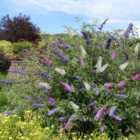 Thompson & Morgan Buddleja Tricolour Butterfly Bush - 2 Litre Potted Plant x 4