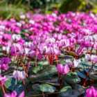 Thompson & Morgan Cyclamen Hederifolium 9Cm Potted Plant X 1