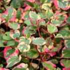 Thompson & Morgan Houttuynia Cordata Chameleon 9Cm Potted Plant X 2