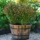 Thompson & Morgan Jacobinia Pauciflora 9Cm Potted Plant X 2